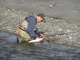 IMG 5311  Fisherman gutting freshly caught salmon, Ship Creek, Anchorage, AK