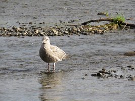 IMG 5315  Herring Gull, Juvenile, Ship Creek, Anchorage, AK