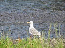 IMG 5405  Herring Gull, Ship Creek, Anchorage, AK