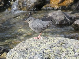 IMG 5599  American Dipper Chick, Independence Mine State Park, AK