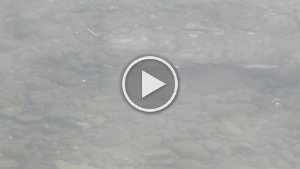 MVI 5331  Salmon swimming in Ship Creek, Anchorage, AK