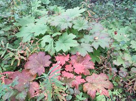 IMG 5784  Beginning of fall color, Talkeetna Lakes, Talkeetna, AK