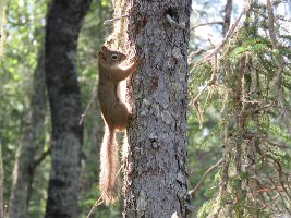 IMG 5838  Red Squirrel, Talkeetna Lakes, Talkeetna, AK