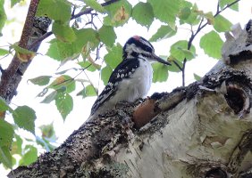 IMG 5843  Hairy Woodpecker, Talkeetna Lakes, Talkeetna, AK