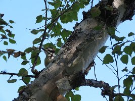 IMG 5850  Hairy Woodpecker, Talkeetna Lakes, Talkeetna, AK