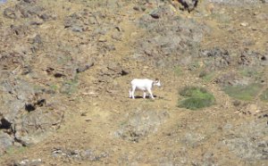 IMG 0528  Dall Sheep, Denali National Park