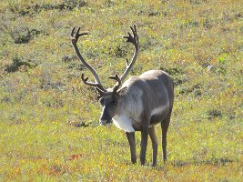IMG 0565  Caribou, Denali National Park