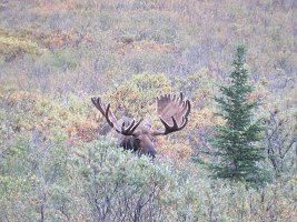 IMG 6031  Moose Denali National Park