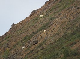 IMG 6054  Dall Sheep, Denali National Park, AK