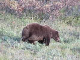 IMG 6076  Brown Bear, Denali National Park