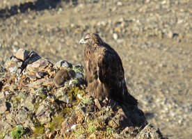 IMG 6127  Golden Eagle, Denali National Park, AK