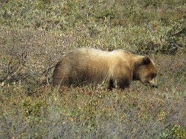 IMG 6223  Brown Bear, Denali Natioal Park, AK