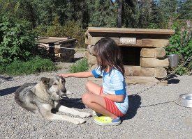 IMG 6266  Megan petting Sylvie, Denali Sled Dog Kennel, Denali National Park