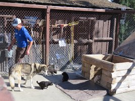 IMG 6295  Sled Dog Puppies, Denali Sled Dog Kennel, Denali National Park
