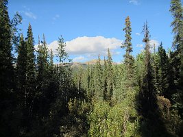 IMG 6312  Taiga Trail, Denali National Park