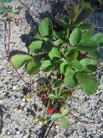 IMG 0670  Small Beach Strawberries, Chena Lake Recreational Area, North Pole, AK