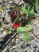 IMG 0671  Small Beach Strawberries, Chena Lake Recreational Area, North Pole, AK