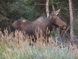 IMG 0699  Moose, Richardson Highway, AK