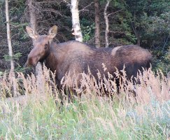 IMG 6493  Moose, Richardson Highway, AK