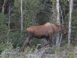 IMG 6503  Bull Moose, Richardson Highway, AK