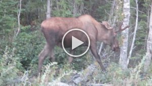 MVI 1460  Bull Moose, Richardson Highway, AK