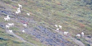 IMG 7057  Dall Sheep, Sheep Mountain Lodge, Palmer, AK