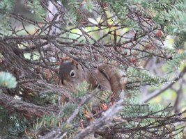 IMG 7161  Red Squirrel, Sheep Mountain Lodge, Palmer, AK