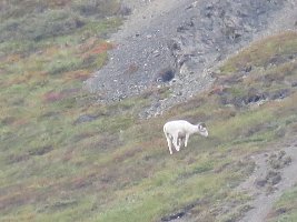 IMG 7193  Dall Sheep, Sheep Mountain Lodge, Palmer, AK