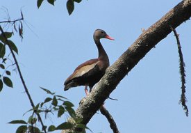 IMG_0018 Black bellied Whistling Duck in a tree