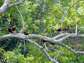 IMG_0037 Black Bellied-Whistling Duck(s) in a tree