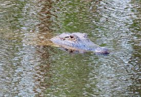 IMG_0576 Alligator, Elm Lake Loop Trail, Brazos Bend State Park, TX