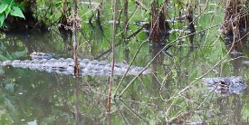 IMG_0595 Alligator, Elm Lake Loop Trail, Brazos Bend, State Park, TX