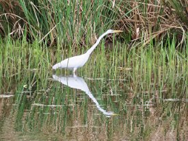 IMG_0612 Great Egret, Elm Lake Loop Trail, Brazos Bend State Park, TX