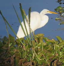 IMG_1334 Great Egret, Brazos Bend State Park