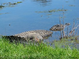 IMG_8616 Answer: Alligator. (heard on Wait Wait Don't Tell Me, the NPR news quiz show)