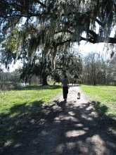 IMG_8623 Brady and Hunter walk past a Live oak with Spanish moss