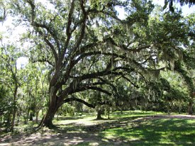IMG_4568 Live Oak with Spanish Moss