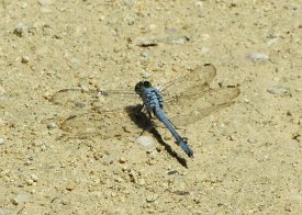 IMG_4615 Dragonfly - Great Blue Skimmer