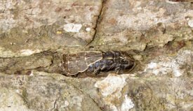 IMG_6948 Firefly Larvae, Brazos Bend State Park