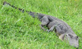 IMG_6955 Alligator, Brazos Bend State Park
