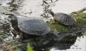 IMG_6965 Red Eared Sliders, Brazos Bend State Park