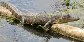 IMG_6966 Alligator, Brazos Bend State Park
