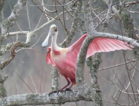 IMG_6976 Roseate Spoonbill, Brazos Bend State Park