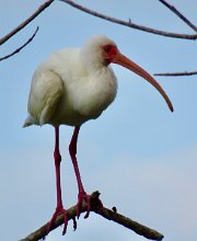 IMG_7047 White Ibis, Brazos Bend State Park