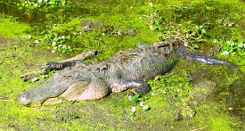 IMG_3246 Alligator