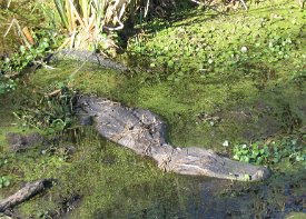 IMG_3354 Alligator