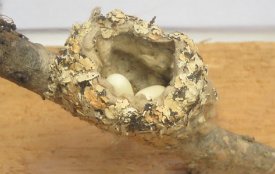 IMG_6254 Humingbird Nest, Brazos Bend State Park, TX