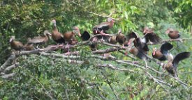 IMG_6273 Black bellied whistling ducks, Brazos Bend State Park, TX