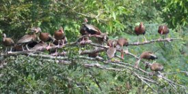 IMG_6274 Black bellied whistling ducks, Brazos Bend State Park, TX