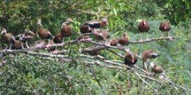 IMG_6275 Black bellied whistling ducks, Brazos Bend State Park, TX